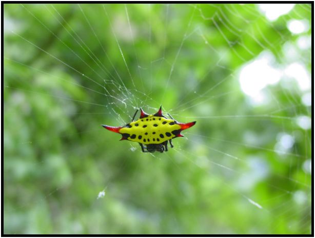 insect: spider : s-dsc013123.jpg