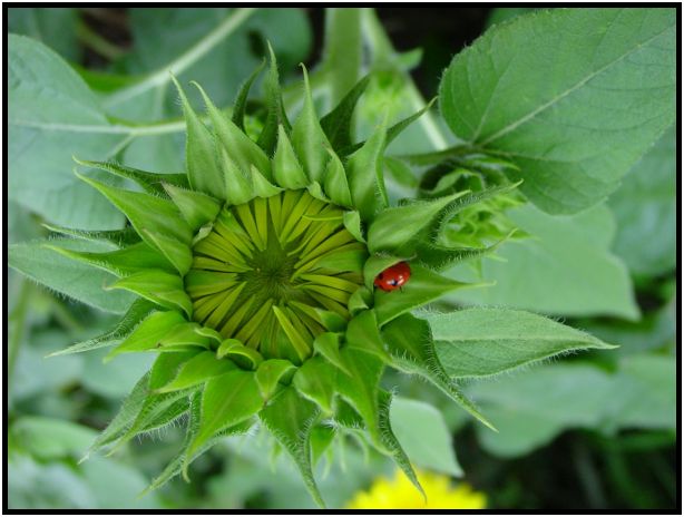 insect: ladybug : s-dsc013008.jpg