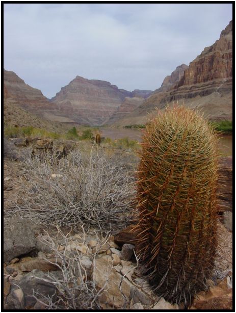 flora: cactus: cactus unknown : s-dsc015201.jpg