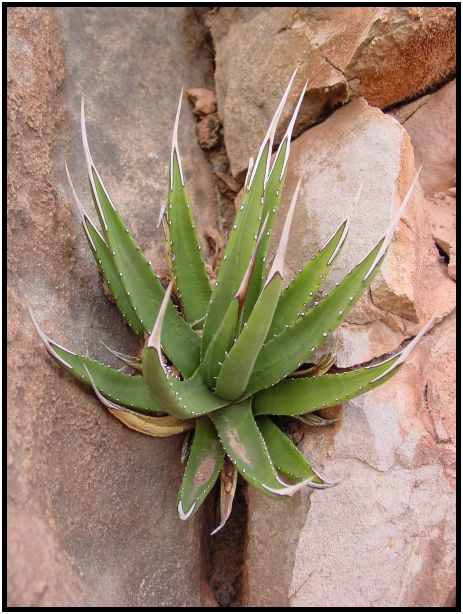 place: USA: Arizona: Grand Canyon : s-dsc015216.jpg