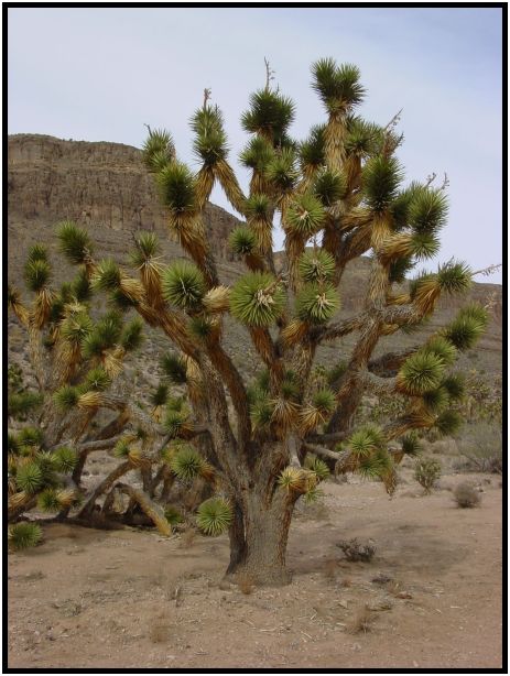 flora: tree: joshua tree : s-dsc015230.jpg