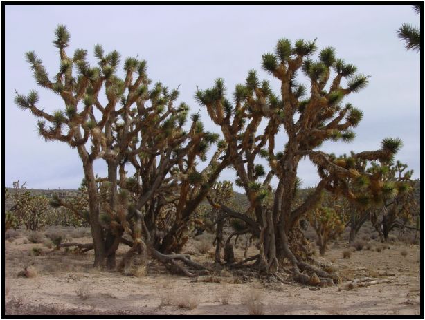 place: USA: Arizona: Grand Canyon : s-dsc015232.jpg