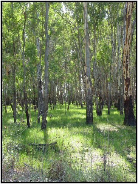 place: Australia: NSW: Moira Lake : s-dsc015891.jpg