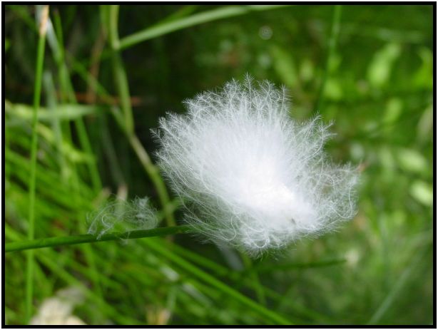 bird: bird feather : s-dsc015933.jpg