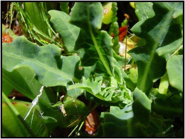 place: Australia: Victoria: Great Ocean Road : s-dsc015542.jpg