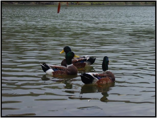 place: Australia: Victoria: Hepburn Springs and Daylesford : s-dsc016499.jpg