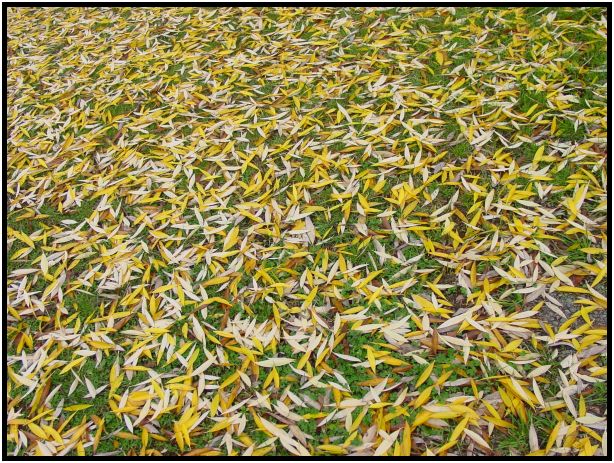 place: Australia: Victoria: Hepburn Springs and Daylesford : s-dsc016503.jpg