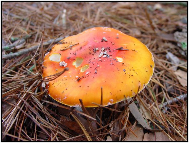 place: Australia: Victoria: Hepburn Springs and Daylesford : s-dsc016507.jpg