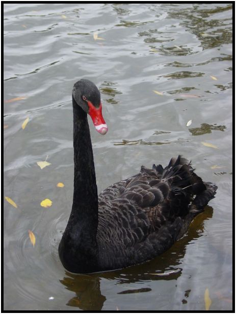 place: Australia: Victoria: Hepburn Springs and Daylesford : s-dsc016510.jpg