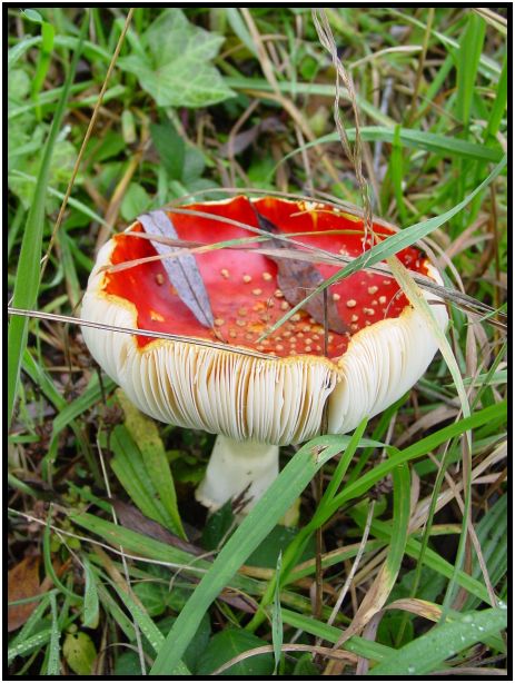 flora: mushroom: mushroom unknown : s-dsc016540.jpg