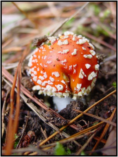 flora: mushroom: mushroom unknown : s-dsc016541.jpg