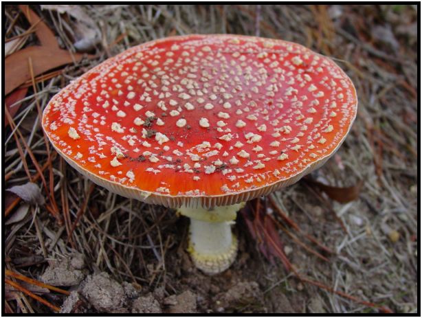 place: Australia: Victoria: Hepburn Springs and Daylesford : s-dsc016543.jpg