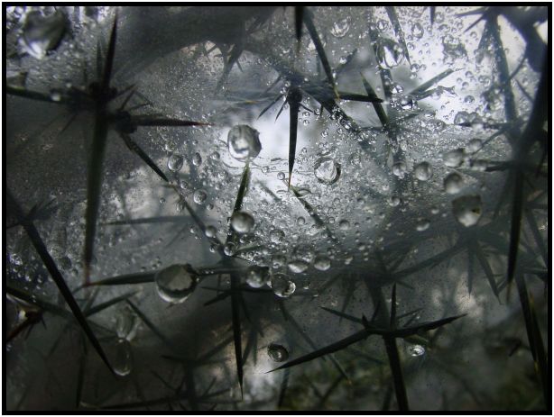 place: Australia: Victoria: Hepburn Springs and Daylesford : s-dsc016561.jpg