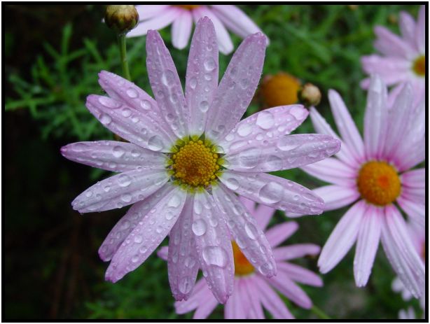 place: Australia: Victoria: Hepburn Springs and Daylesford : s-dsc016570.jpg