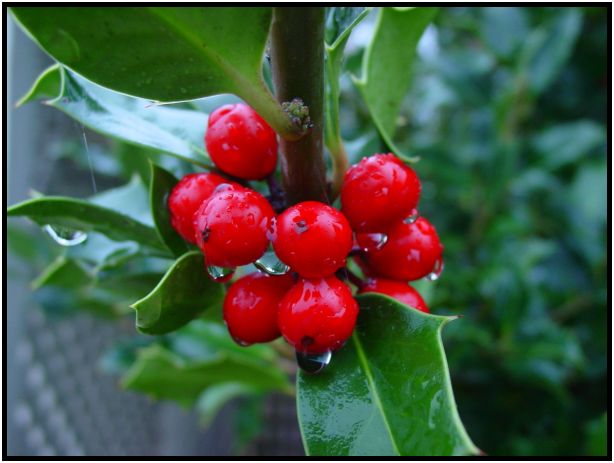 place: Australia: Victoria: Hepburn Springs and Daylesford : s-dsc016578.jpg