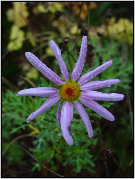 place: Australia: Victoria: Hepburn Springs and Daylesford : s-dsc016579.jpg