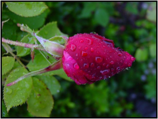 place: Australia: Victoria: Hepburn Springs and Daylesford : s-dsc016584.jpg