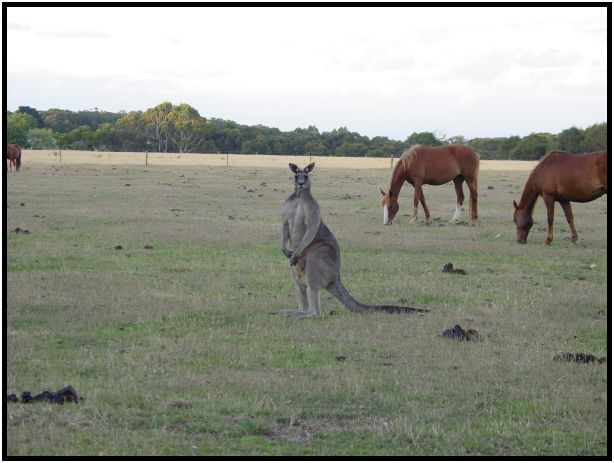 place: Australia: Victoria: SeaMist : s-dsc015565.jpg