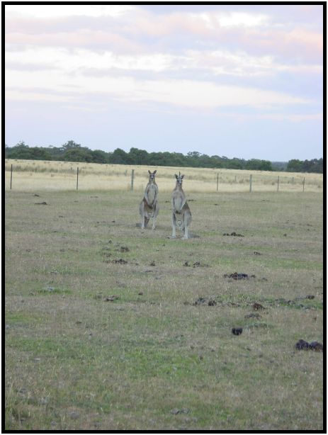 place: Australia: Victoria: SeaMist : s-dsc015568.jpg