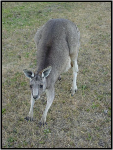 place: Australia: Victoria: SeaMist : s-dsc015569.jpg