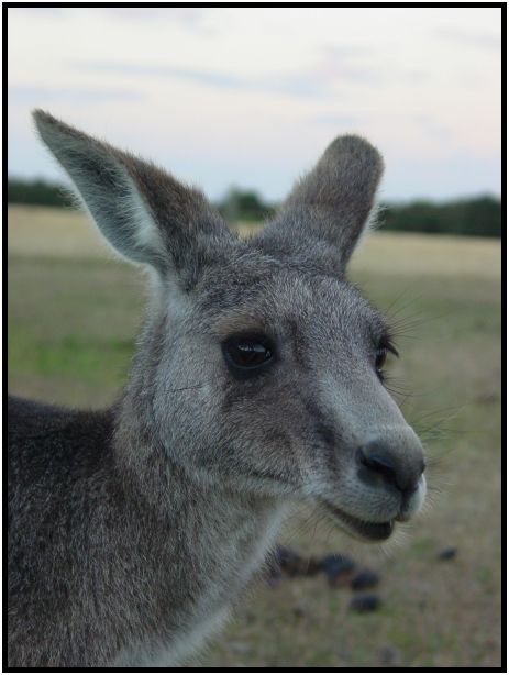 place: Australia: Victoria: SeaMist : s-dsc015575.jpg