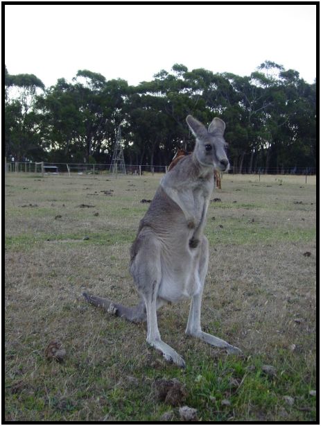 place: Australia: Victoria: SeaMist : s-dsc015581.jpg