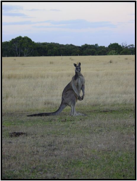 place: Australia: Victoria: SeaMist : s-dsc015582.jpg