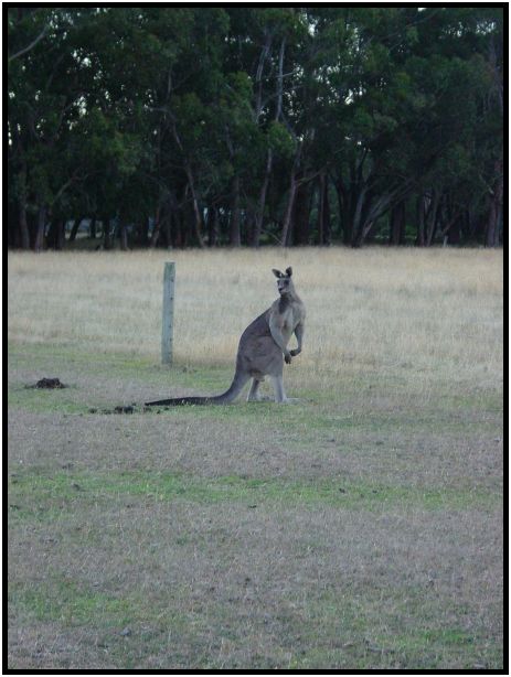 place: Australia: Victoria: SeaMist : s-dsc015584.jpg