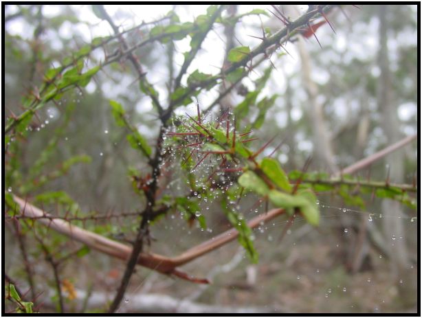 insect: spider cobwebs : s-dsc016020.jpg