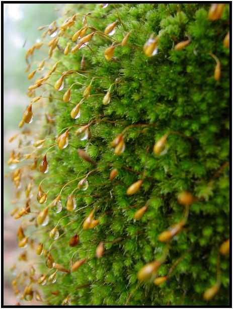 flora: moss : s-dsc016047.jpg