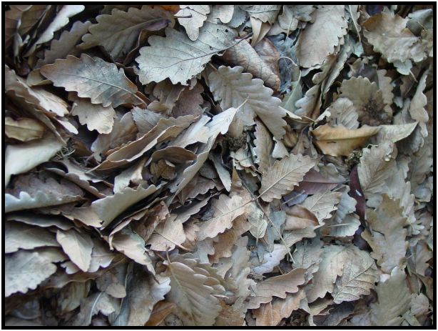 place: Australia: Victoria: Melbourne: Melbourne University : s-dsc015456.jpg