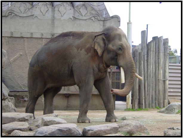 animal: elephant : s-dsc015658.jpg