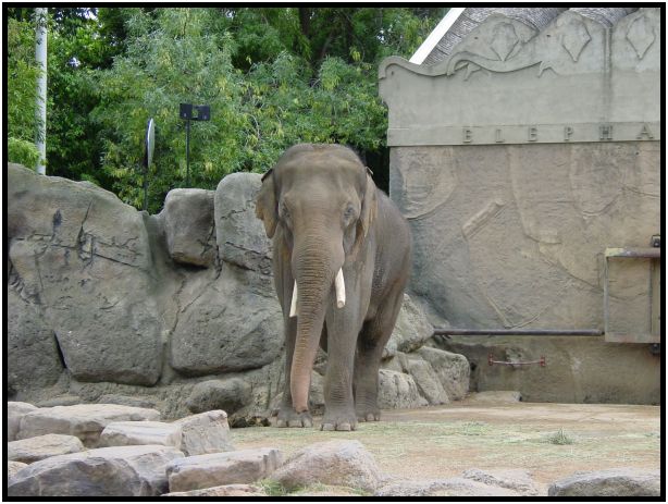 animal: elephant : s-dsc015659.jpg