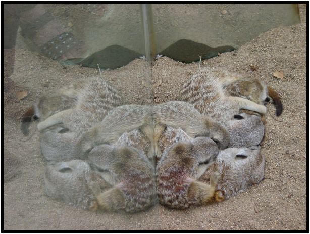 animal: meerkat : s-dsc015662.jpg