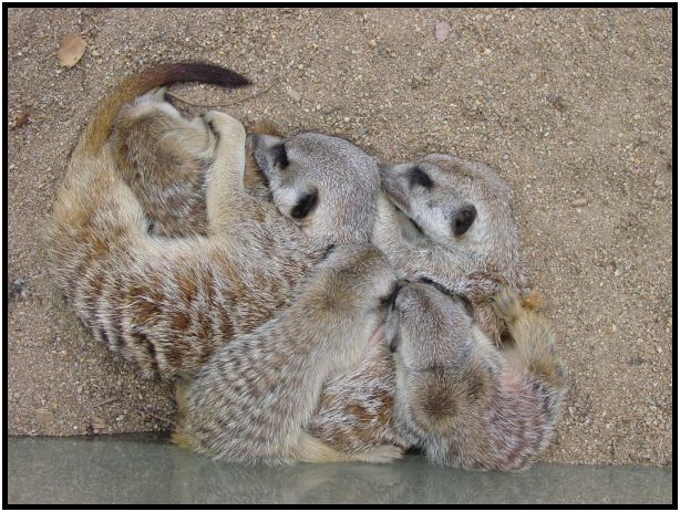 animal: meerkat : s-dsc015664.jpg