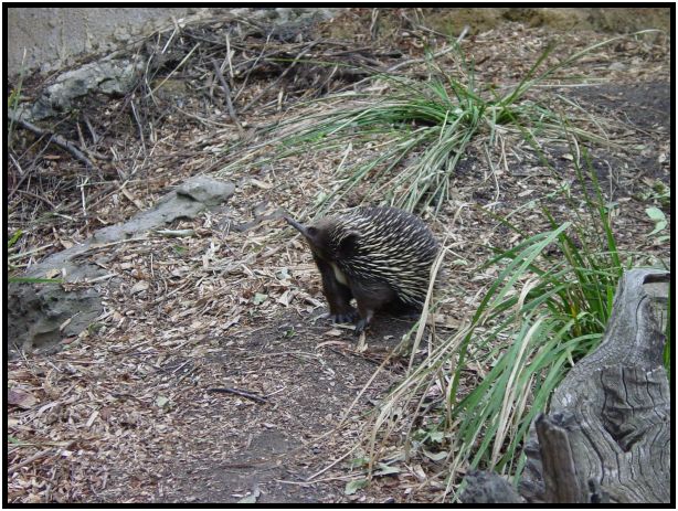animal: echidna : s-dsc015709.jpg