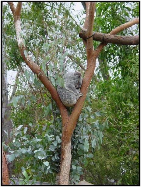 animal: koala : s-dsc015716.jpg