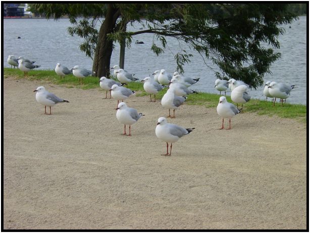 place: Australia: Victoria: Melbourne: Melbourne city : s-dsc015329.jpg