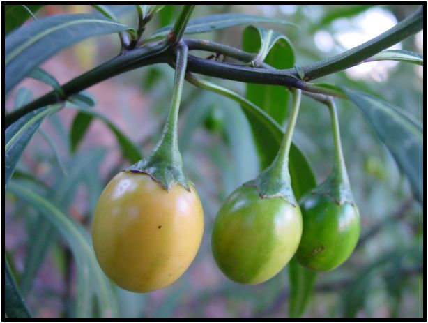 flora: fruit: unknown fruit : s-dsc015390.jpg