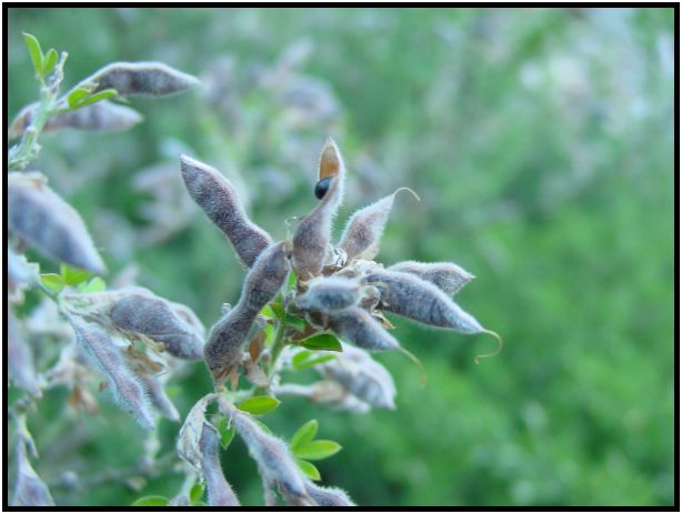 place: Australia: Victoria: Melbourne: Melbourne city : s-dsc015391.jpg