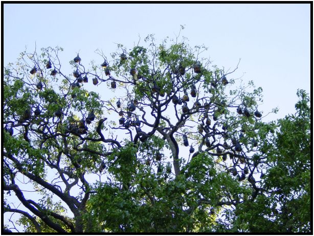 place: Australia: Victoria: Melbourne: Melbourne city : s-dsc015408.jpg