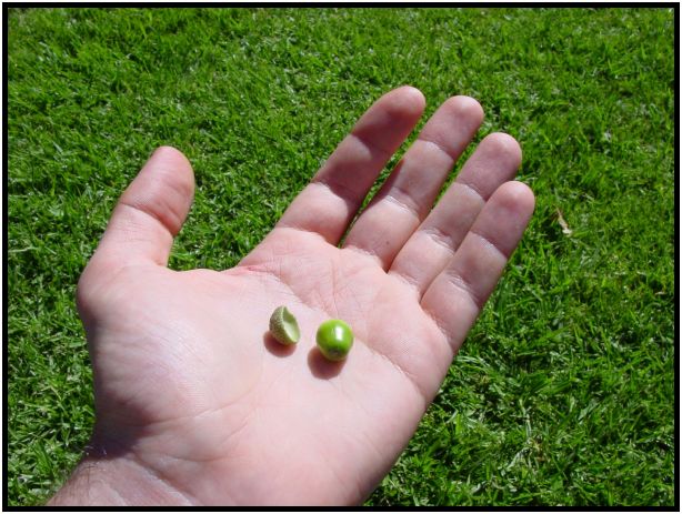 place: Australia: Victoria: Melbourne: Melbourne city : s-dsc015420.jpg