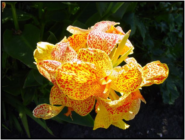 place: Australia: Victoria: Melbourne: Melbourne city : s-dsc015424.jpg