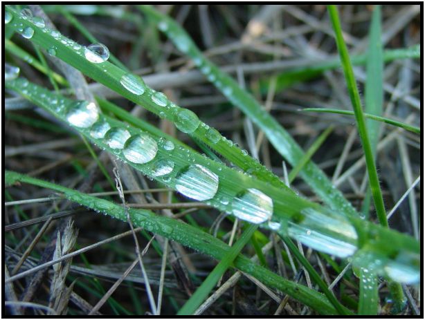 place: Australia: Victoria: Mt. Macedon : s-dsc016594.jpg