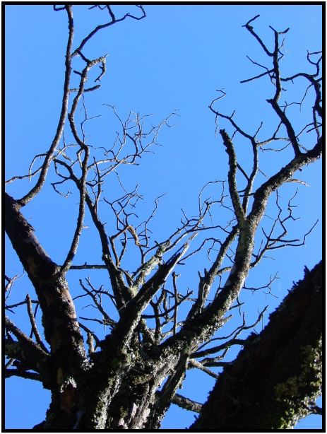 place: Australia: Victoria: Mt. Macedon : s-dsc016596.jpg