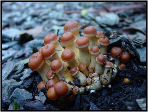 flora: mushroom: mushroom unknown : s-dsc016607.jpg