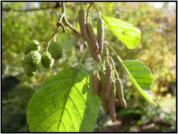 place: Australia: Victoria: Mt. Macedon : s-dsc016614.jpg