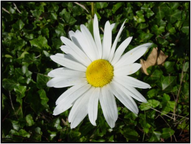 place: Australia: Victoria: Mt. Macedon : s-dsc016616.jpg