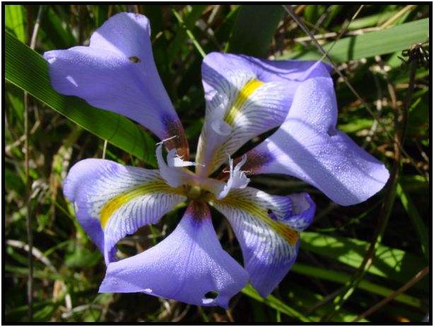 place: Australia: Victoria: Mt. Macedon : s-dsc016617.jpg