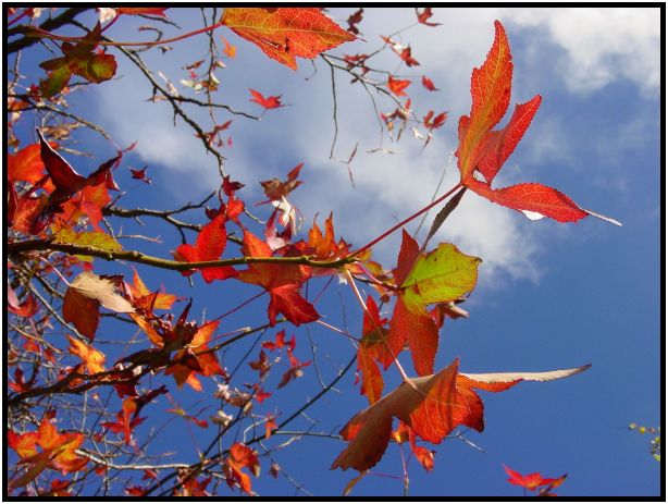 place: Australia: Victoria: Mt. Macedon : s-dsc016619.jpg